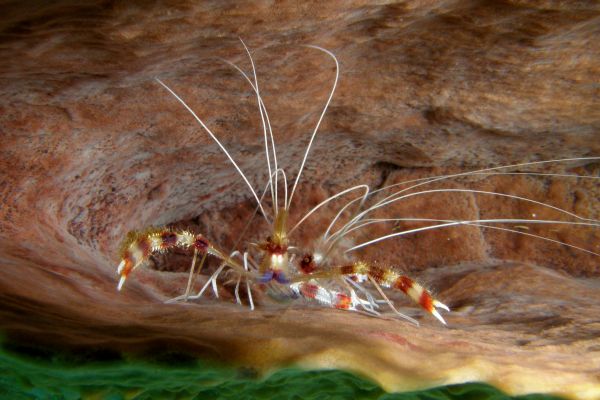 Grande crevette nettoyeuse  Stenopus hispidus